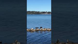 Fish hunters sunbathing ☺️ #amazingnature #australia