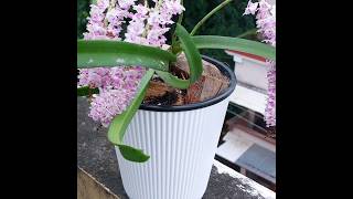 Beautiful Orchid Rhynchostylis Retusa plant