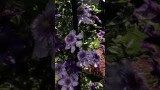 Clematis Multi Blue & Blue Light