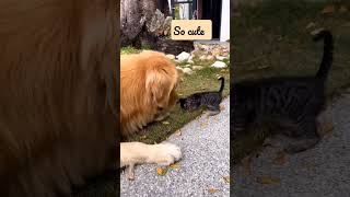 dogy-cat care #love #care #viral #popular #trending