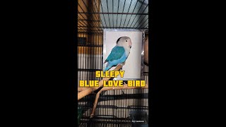 Adorable Blue Lovebird Struggles to Sleep