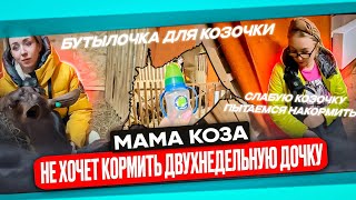 Мама коза не хочет кормить двухнедельную козочку.