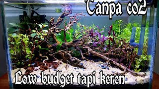 aquascape tema natural low budget tanpa c02