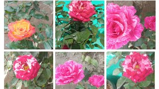 ||How to repot Rose||গোলাপ ফুল  মই কেনেকৈ তাবত ৰুলো||#Barbie's Gardening and All.