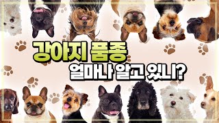 전세계 등록된 203개  강아지 품종 소개. 얼마나 알고 계신가요?