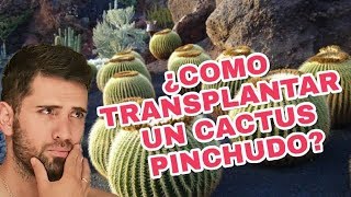 ¿COMO TRANSPLANTAR CACTUS PINCHUDO? (ECHINOCACTUS GRUSONII)