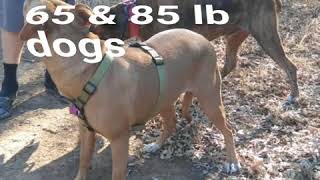 Dual Double Dog Leash with Padded Handle for Two Dogs Review