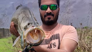 Barramundi fishing, Barramundi on topwater lure