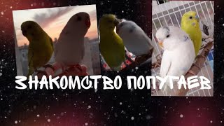 Знакомство моих попугаев|_volnistiki_lifee