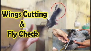 how to cut pigeon wings | how to cut pigeon wings in Tamil | how to cut bird wings