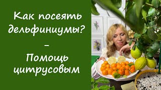 Как посеять дельфиниумы? Помощь цитрусовым