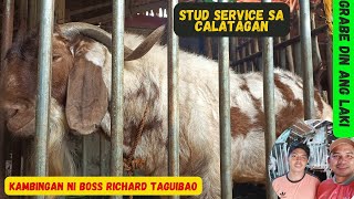 PAG BISITA SA KAMBINGAN NI BOSS RICHARD TAGUIBAO NG CARRETUNAN CALATAGAN BATANGAS/GOAT FARMING