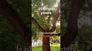 पेड़ो के बारे में ये बातें आप नहीं जानते होंगे 🌲 Interesting Fact About Tree In India- Infomance