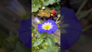 You Are My Sunshine ☀️ 🌞 #nurseryrhymes #kids #music #plants #nature #music #lullaby