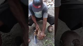 Tutorial buat tali dari kelapa #shorts #short #coconut #kelapa #farmer #tani #amazing #skills #skill