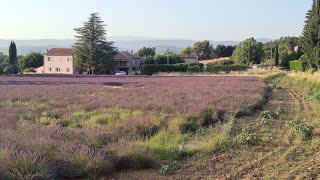 Summer in Provence : Bonnieux, Lacoste, Roussillon, Forêt des cèdres...