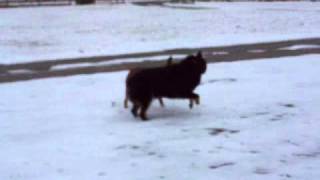 Yogi & Abby Playing in the snow!