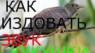 КАК ИЗДАВАТЬ ЗВУК КУКУШКИ !?ЧАСТЬ 2 В ОПИСАНИИ !!!С более подробным разбором !!!