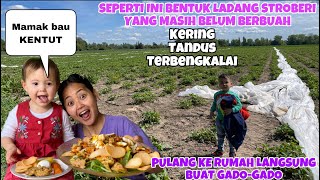 KEADAAN LADANG STROBERI SEBELUM BERBUAH