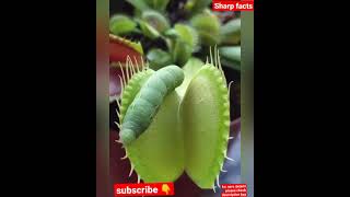 venus flytrap (carnivorous flowering plant) Scientific name: Dionaea muscipula