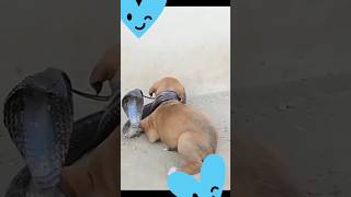 SNAKE vs DOG FIGHT,कुत्ते और सांप की लड़ाई ,dog wins