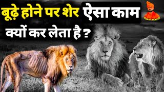 शेर ने अपने अंतिम उम्र में ऐसा क्यों करते है ? Last Moments of Lion's Life |