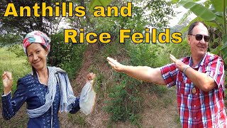 Anthills and Rice fields