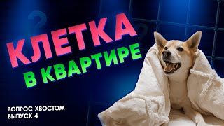 Вопрос Хвостом - Клетка в квартире - не тюрьма