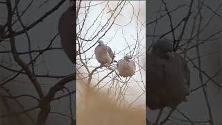 Woodpigeon - Porumbel Gulerat - Columba palumbus #birdsofmoldova #wildilfemoldova #birdwatching