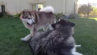 My crazy alaskan malamutes