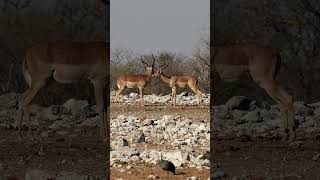 Impalas in Etosha National Park, Namibia.