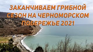 Заканчиваем грибной сезон на черноморском побережье 2021