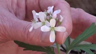 Rich Forests: Cutleaf Toothwort