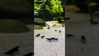 Black bar endlers and shrimp coexist