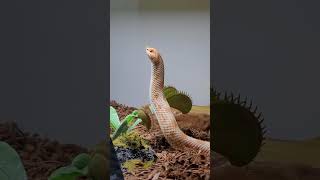 Dolion the western hognose snake looking majestic.