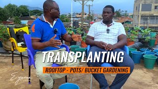 Optimising Success: Transplanting Techniques and Considerations for Rooftop Vegetable Gardens