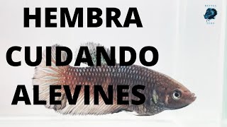 BETTA HEMBRA CUIDANDO ALEVINES