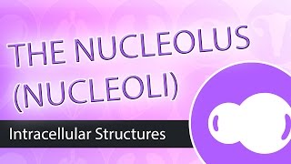 Intracellular Structures- The Nucleolus