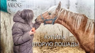 Купила вторую лошадь!