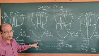 Class 11:  Cardiac cycle.