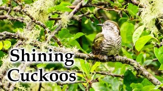 Shining Cuckoos with Birdcalls in Summer #4k #birds #birdsong #newzealandnativebirds #newzealand