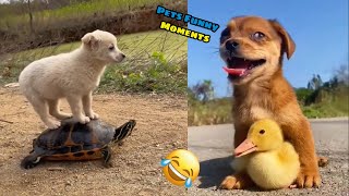 Funny Animal Videos - New Funniest Cats And Dogs Moments