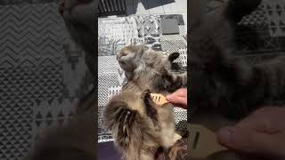 6 minutes and 52 seconds of my cat being brushed. Cat Norwegian forest cat Asmr