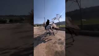 riding horses