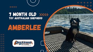 Toy Australian Shepherd, 7 m/o, “Amberlee” | Outstanding Obedience Training, Spokane WA