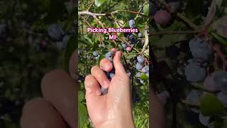 Picking Blueberries 🫐 #short #shorts #shortsfeed #shortvideo #garden #blueberries #pickingfruits