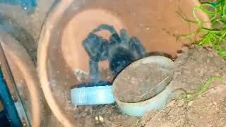 Live Tarantulan Sream- Salmon Pink Birdeater Tarantula: Busy Redecorating!