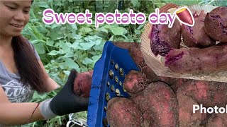 HARVESTING MY PURPLE SWEET POTATO||ALEX HOLLINGSWORTH||SIMPLY LIVING…