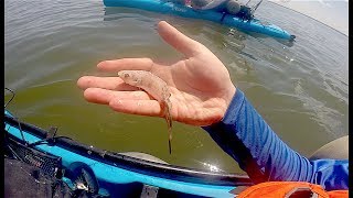 Catching Some BIG NJ Backbay Flounder on BIG Bait