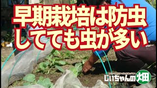 秋野菜を早期に植えるなら害虫と雑草に要注意です。試験的早期栽培秋野菜、定植から15日の様子。10/5